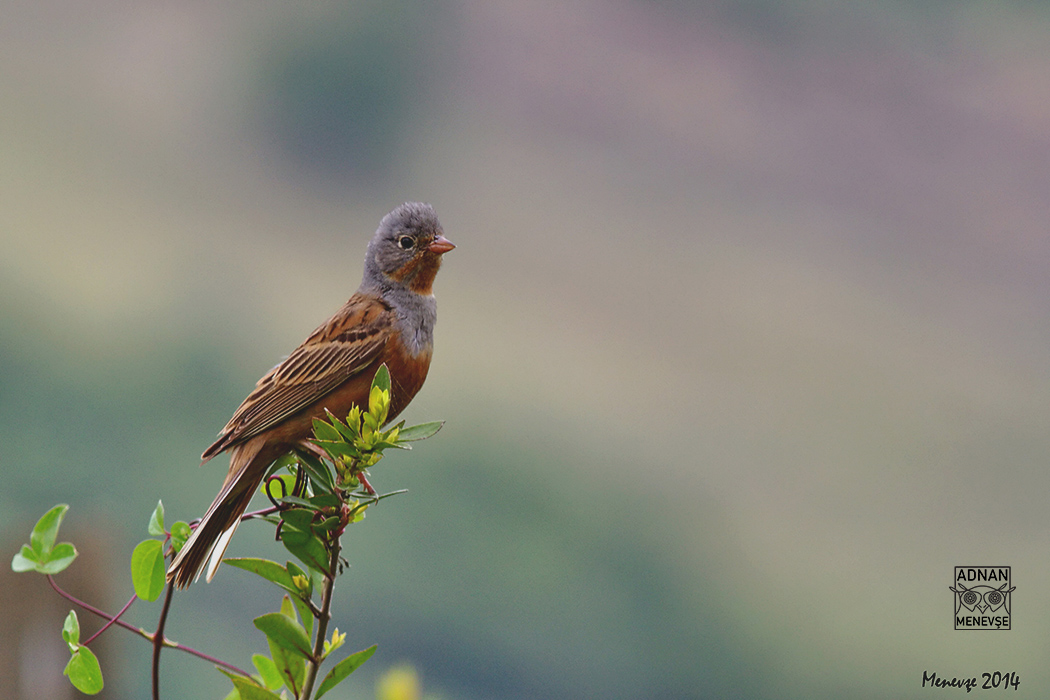 Cretzschmar's Bunting
